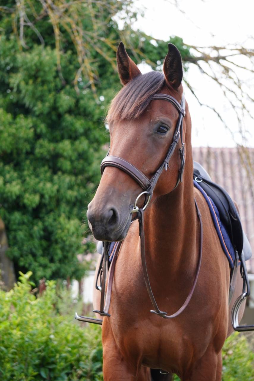 Mare Selle Fran&ccedil;ais For sale 2022 Bay