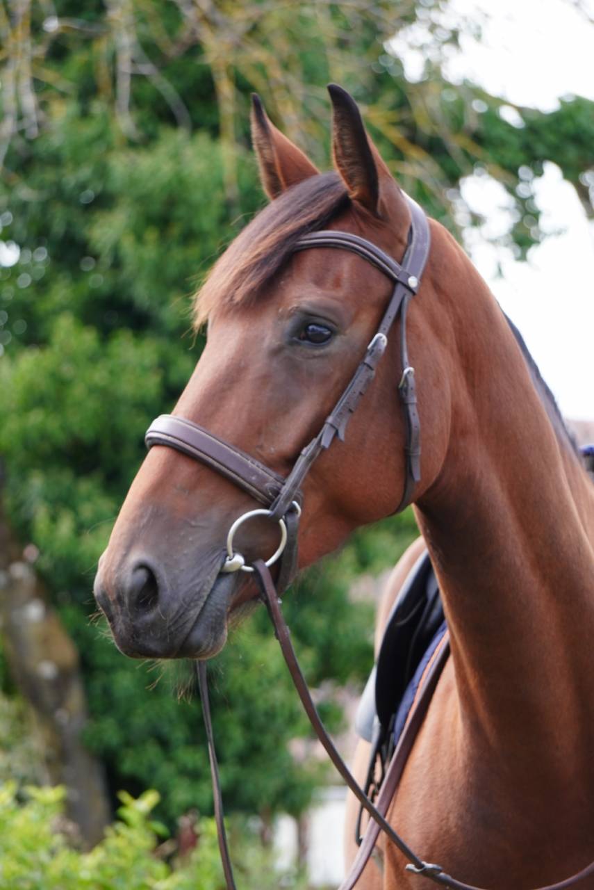 Mare Selle Fran&ccedil;ais For sale 2022 Bay