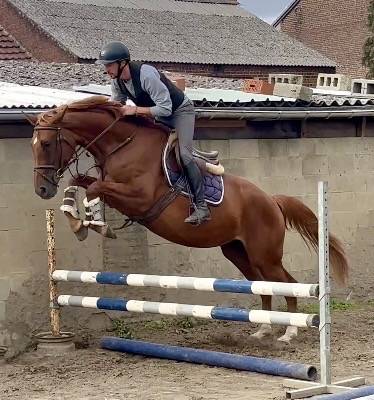 Mare KWPN Dutch Warmblood For sale 2022 Chesnut