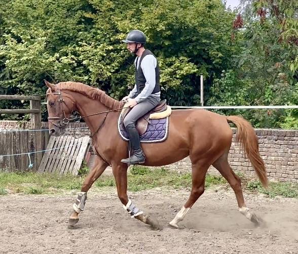 Mare KWPN Dutch Warmblood For sale 2022 Chesnut