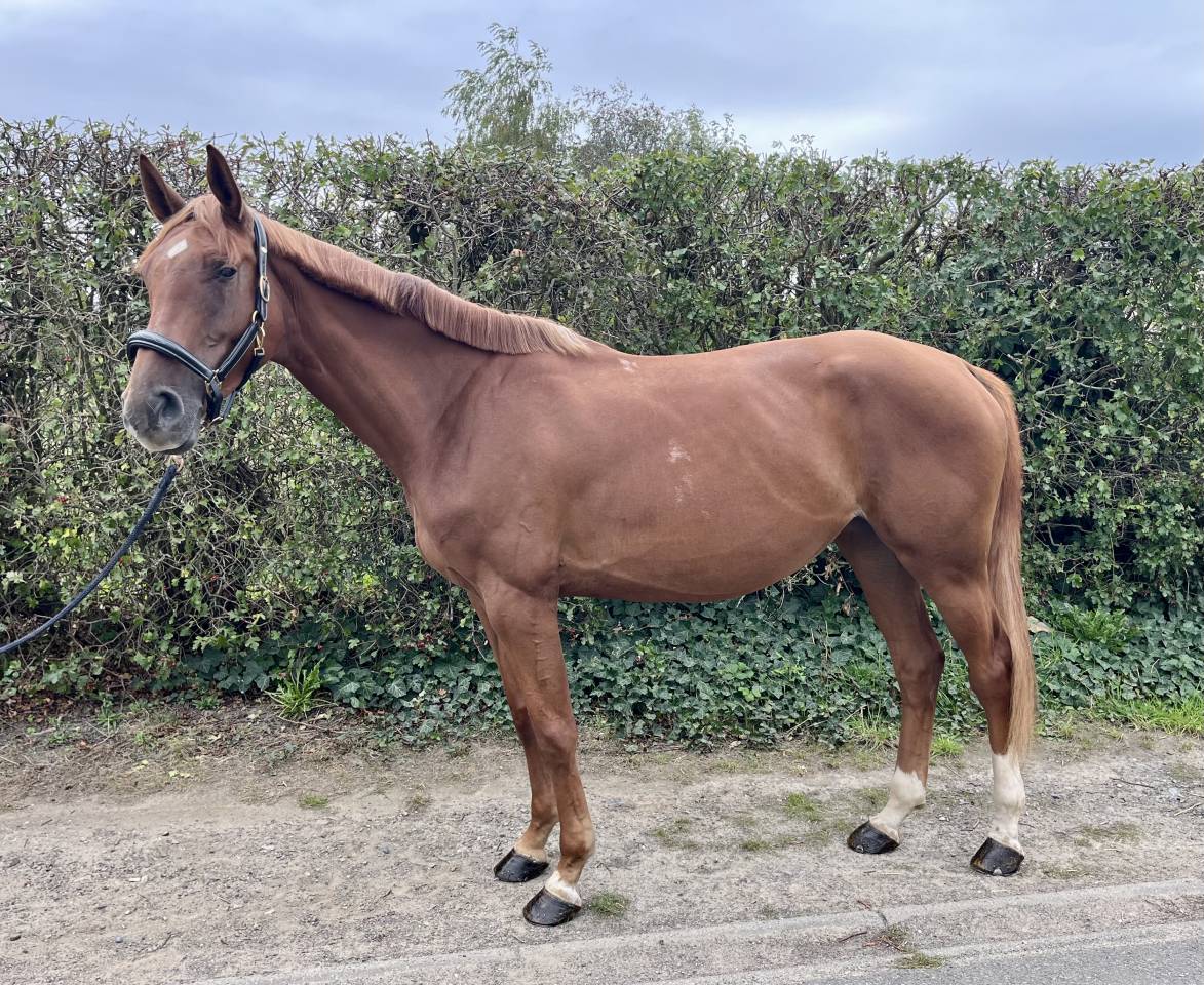 Mare KWPN Dutch Warmblood For sale 2022 Chesnut