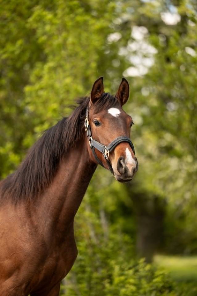 Mare sBs Belgian Warmblood For sale 2025 Dark Bay