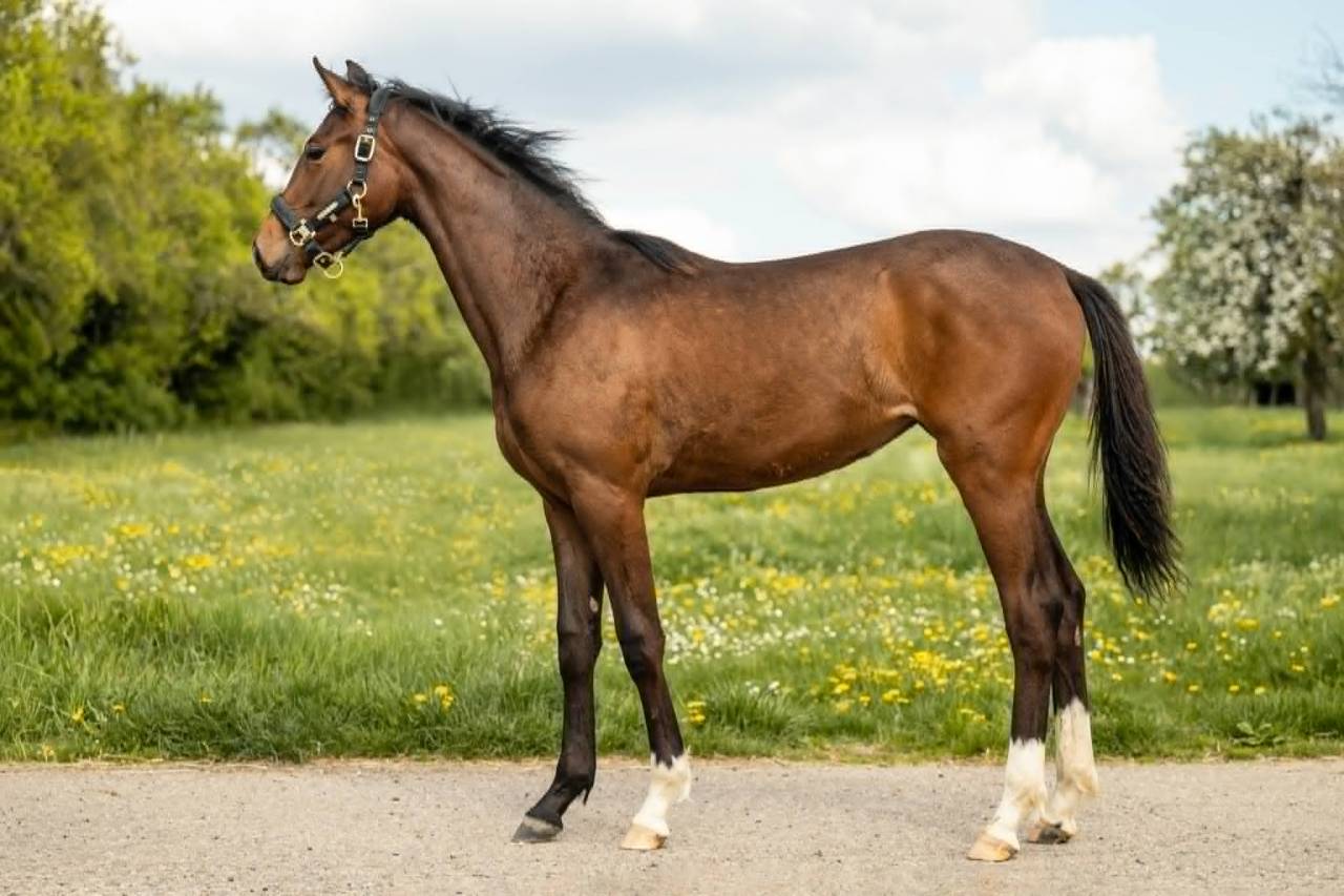 Mare sBs Belgian Warmblood For sale 2025 Dark Bay