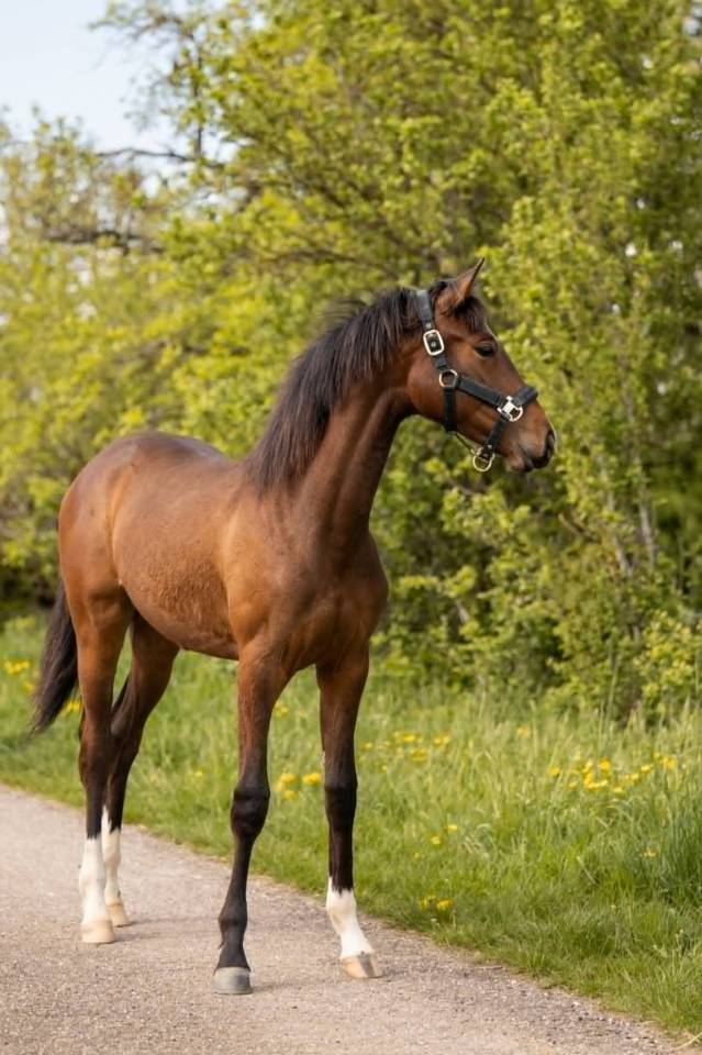 Mare sBs Belgian Warmblood For sale 2025 Dark Bay