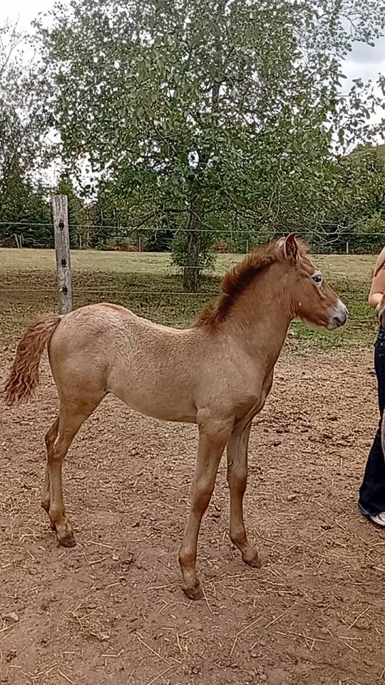Stallion Camargue For sale 2026 Grey