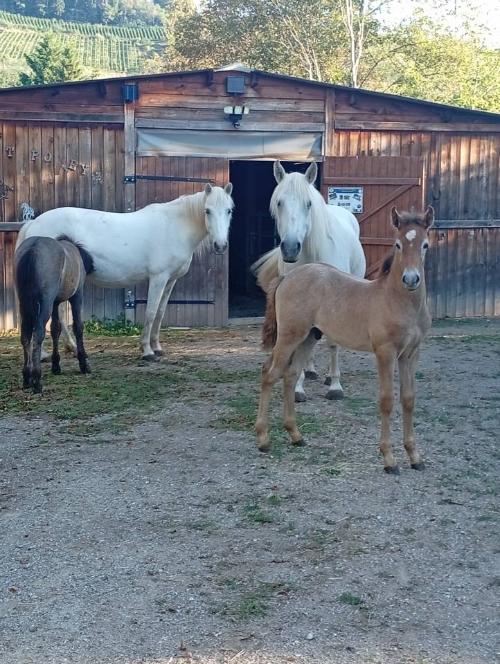 Stallion Camargue For sale 2026 Grey
