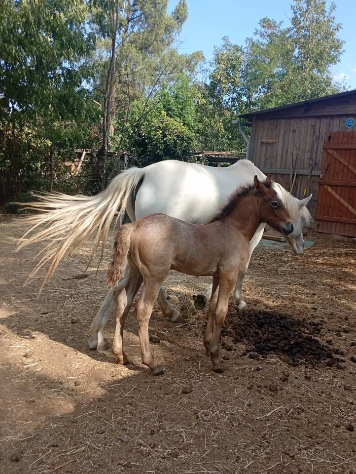 Stallion Camargue For sale 2026 Grey