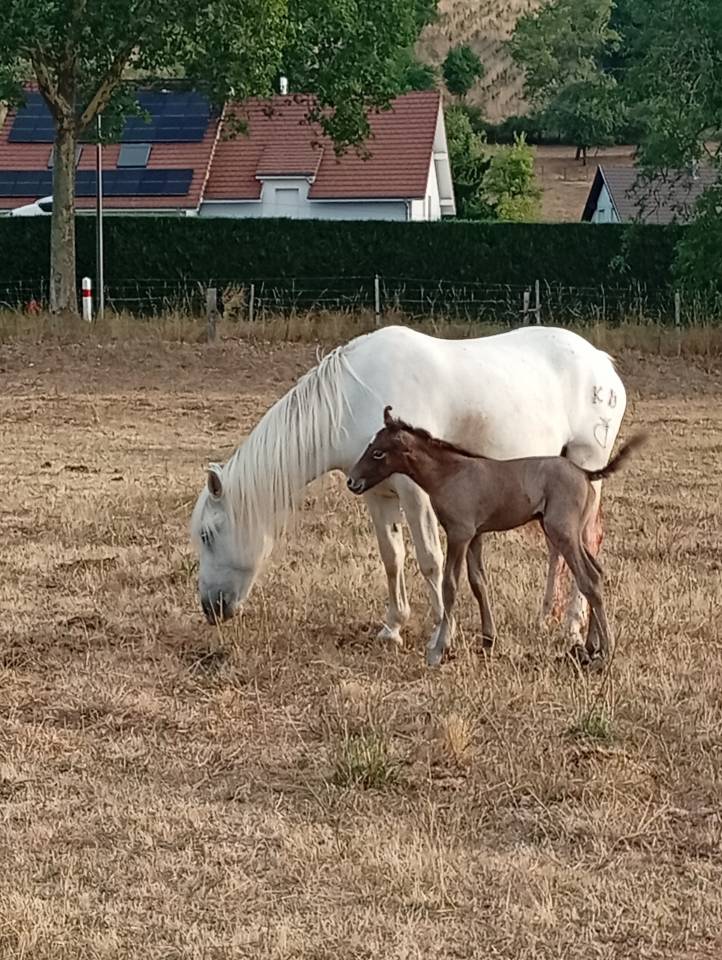 Stallion Camargue For sale 2026 Grey