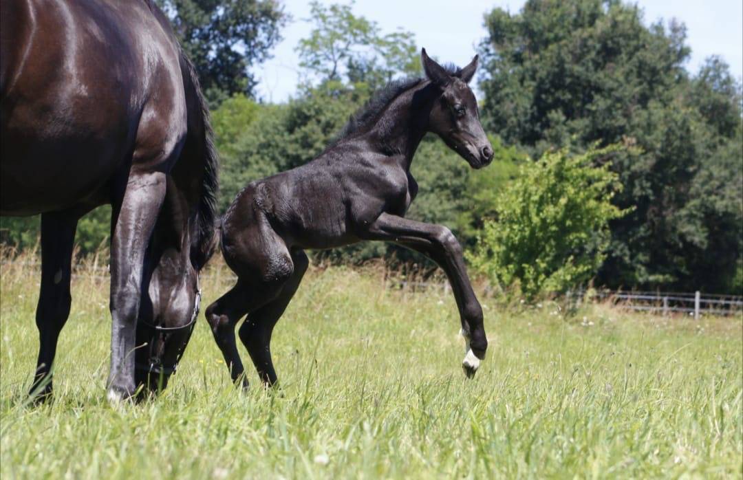 Filly CDF - French Dressage Horse For sale 2026 Black