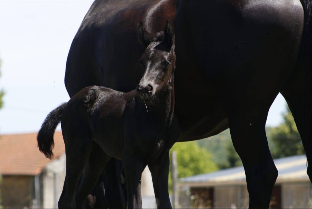 Filly CDF - French Dressage Horse For sale 2026 Black