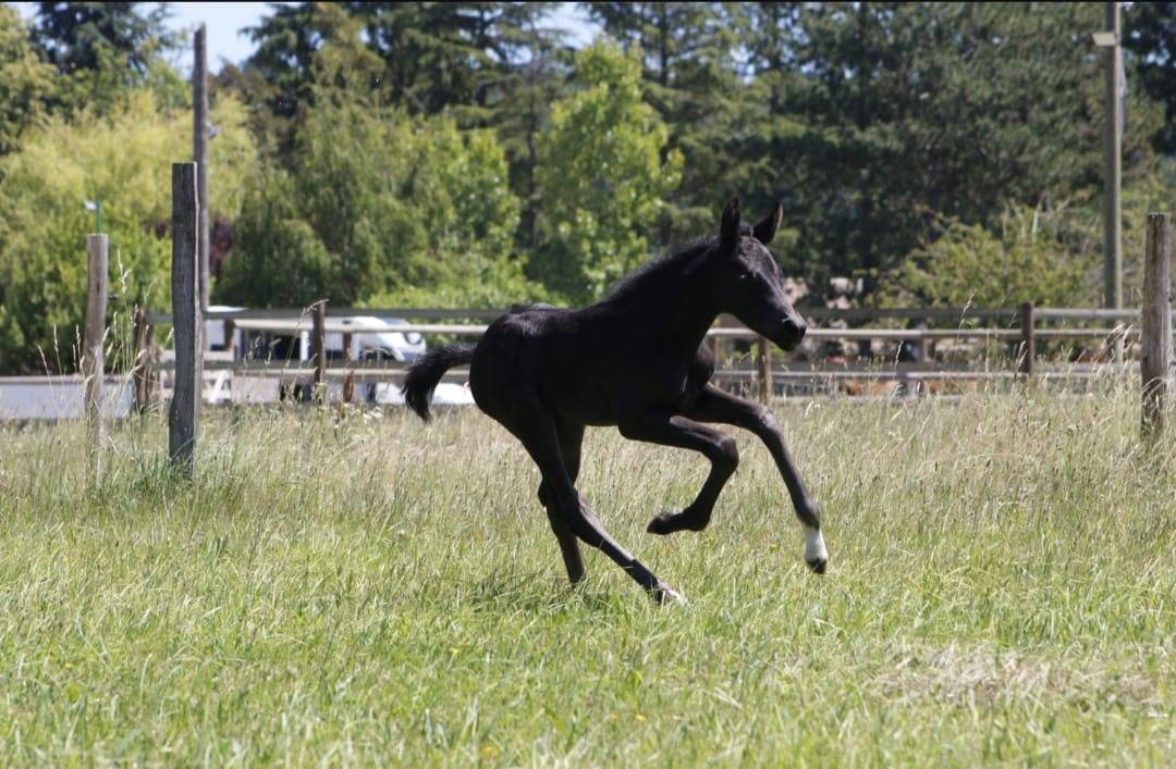 Filly CDF - French Dressage Horse For sale 2026 Black