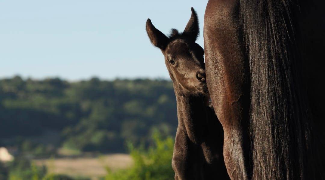 Filly CDF - French Dressage Horse For sale 2026 Black