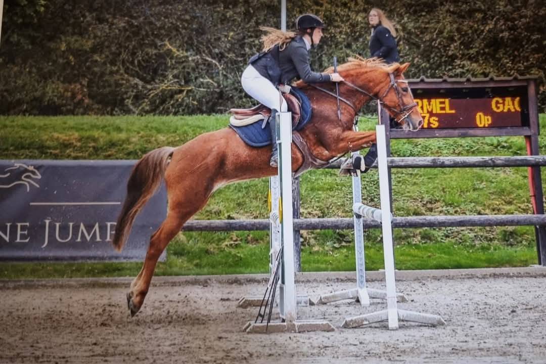 Mare New Forest For sale 2016 Chesnut