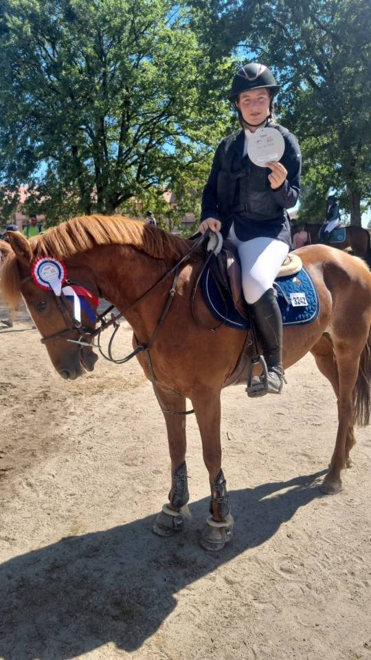 Mare New Forest For sale 2016 Chesnut