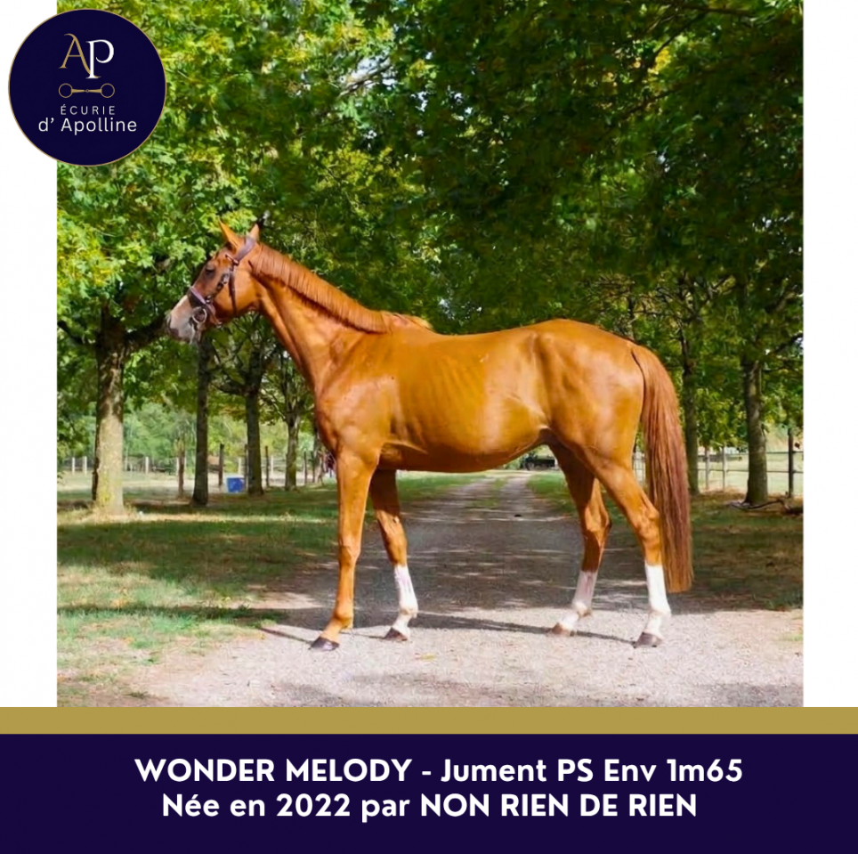 Mare English Thoroughbred For sale 2022 Chesnut