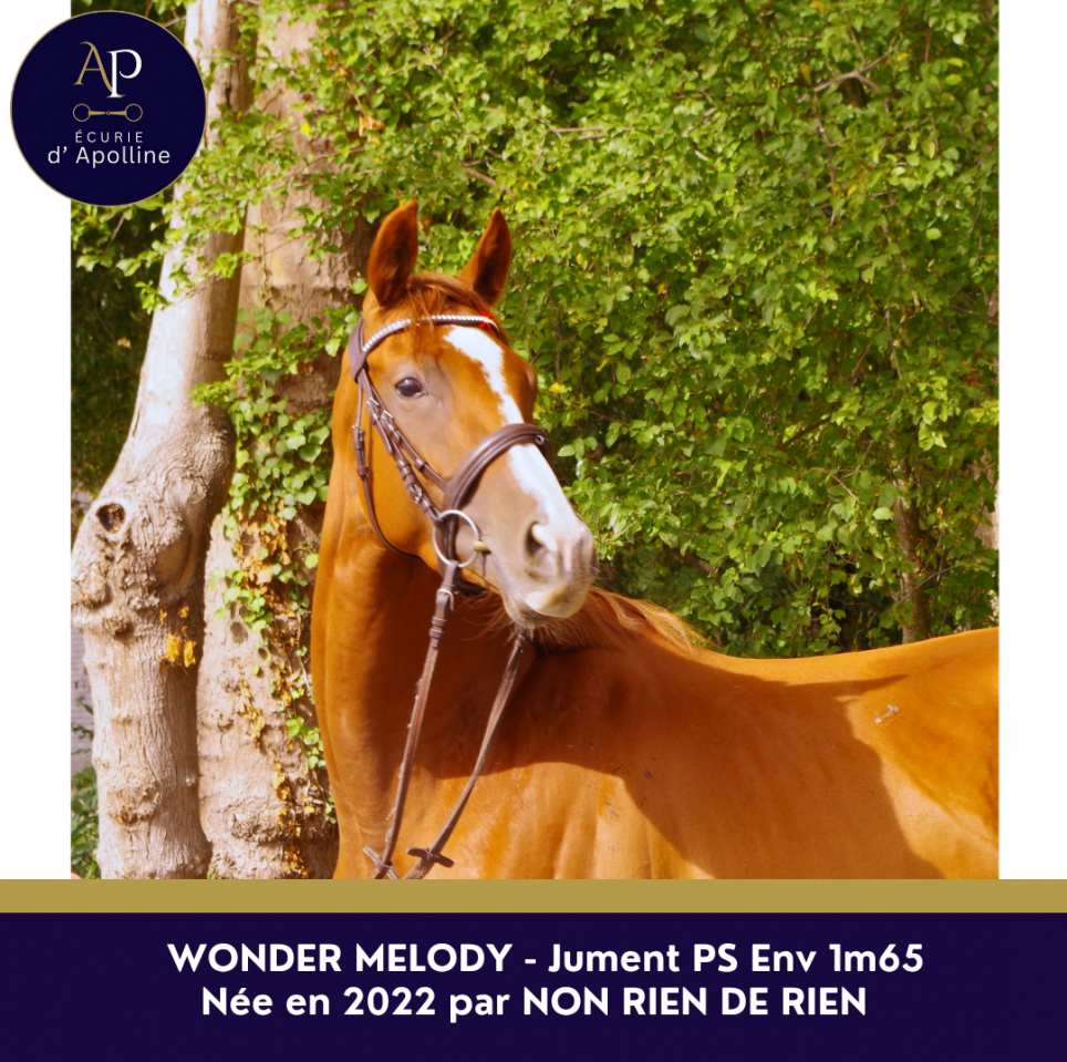 Mare English Thoroughbred For sale 2022 Chesnut