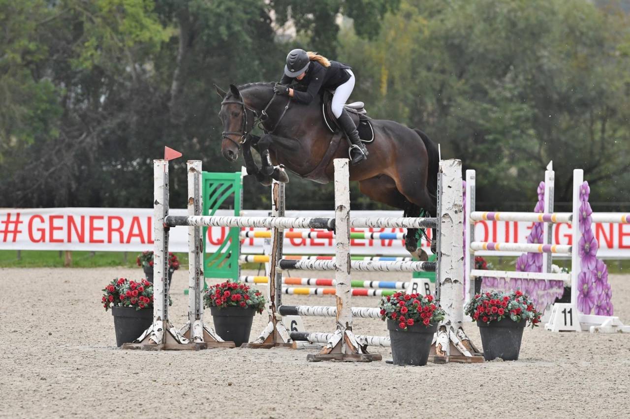 Gelding Selle Fran&ccedil;ais For sale 2014 Dark Bay