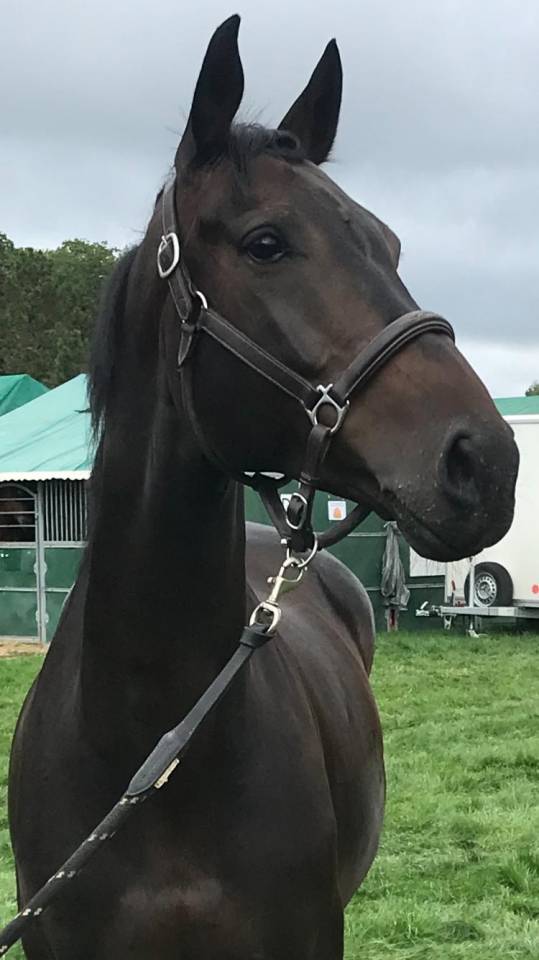 Gelding Selle Fran&ccedil;ais For sale 2014 Dark Bay