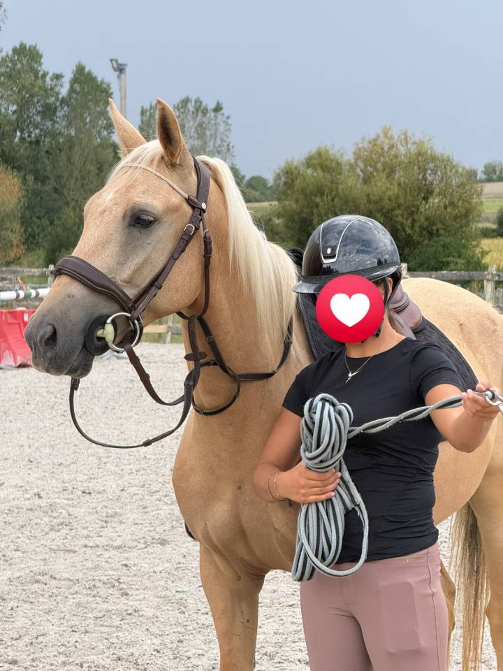Gelding New Forest For sale 2022 Palomino