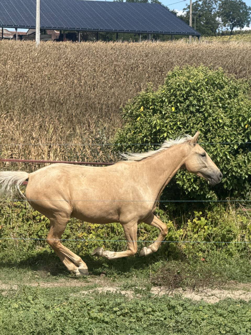 Gelding New Forest For sale 2022 Palomino
