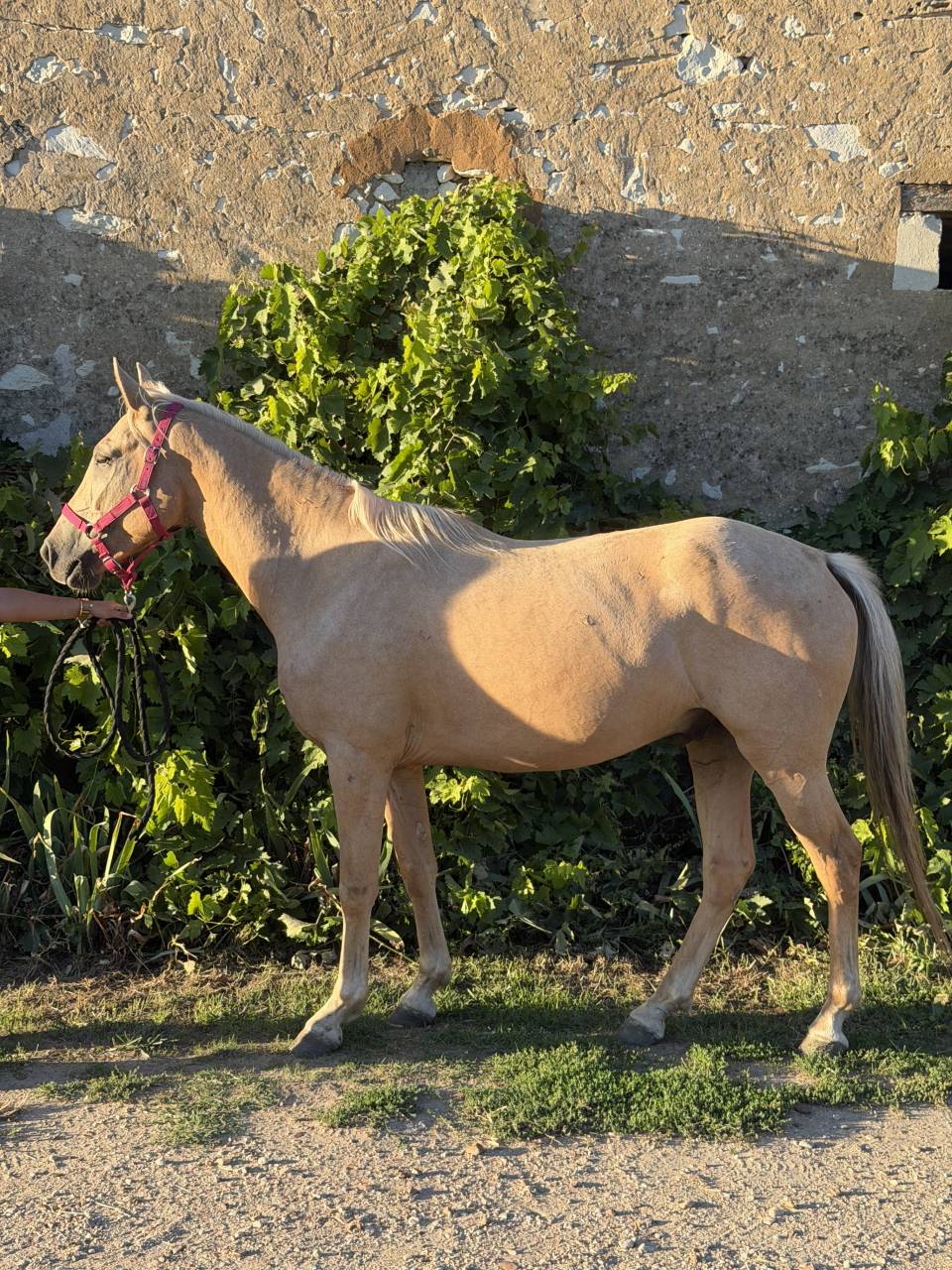 Gelding New Forest For sale 2022 Palomino