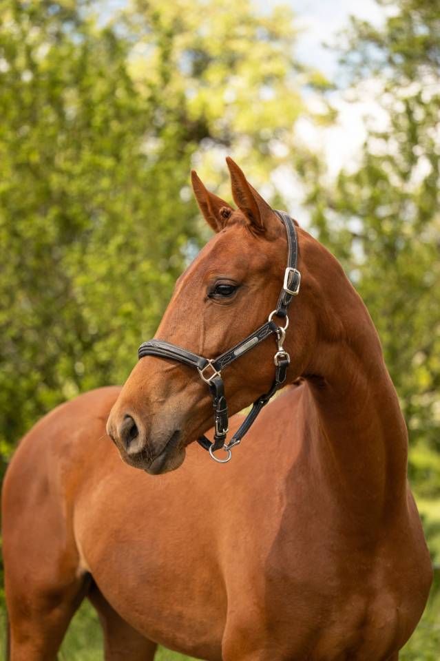 Mare BWP Belgian Warmblood For sale 2024 Chesnut
