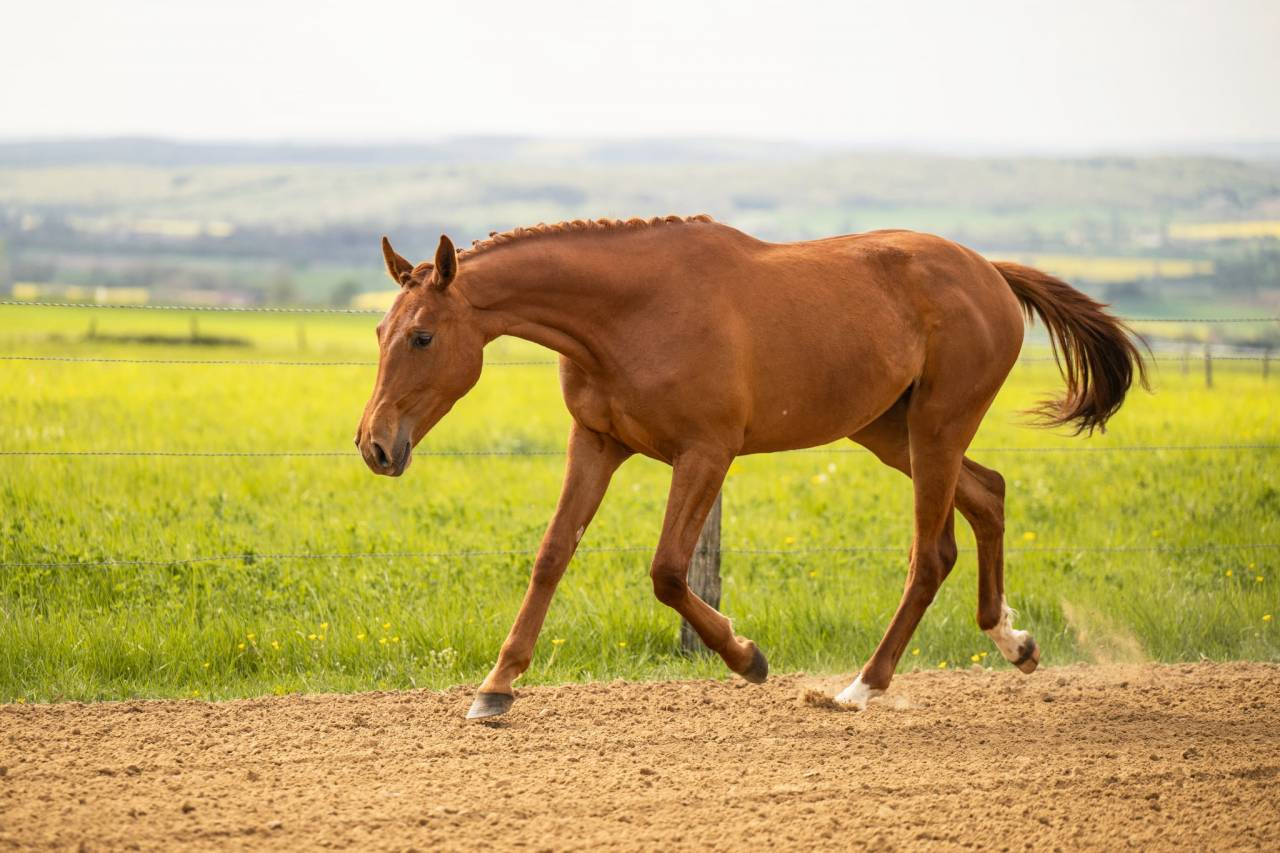 Mare BWP Belgian Warmblood For sale 2024 Chesnut