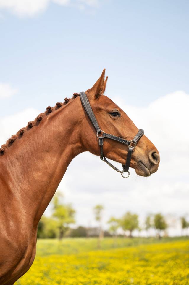 Mare BWP Belgian Warmblood For sale 2024 Chesnut