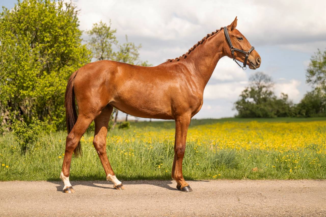 Mare BWP Belgian Warmblood For sale 2024 Chesnut