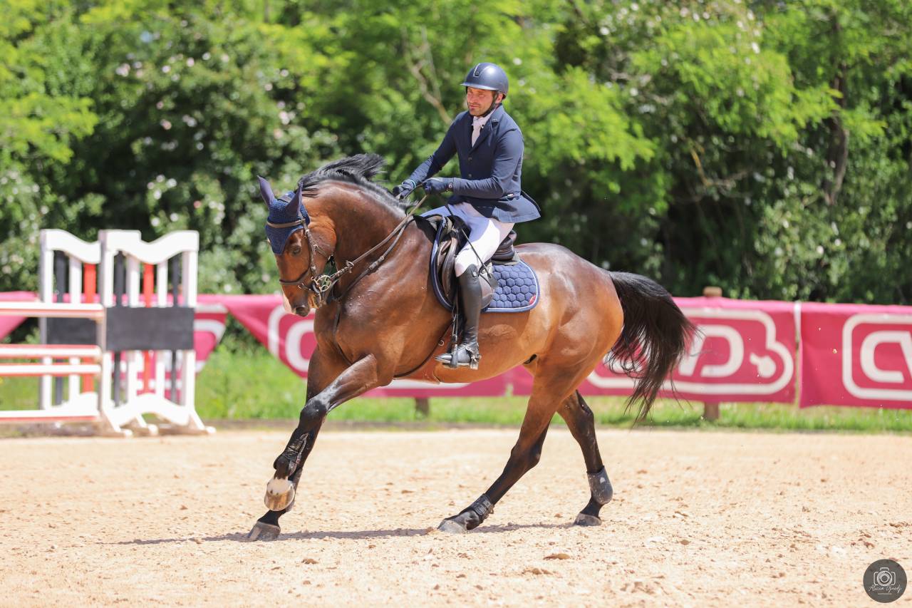 Gelding Origin Recorded For sale 2018 Black
