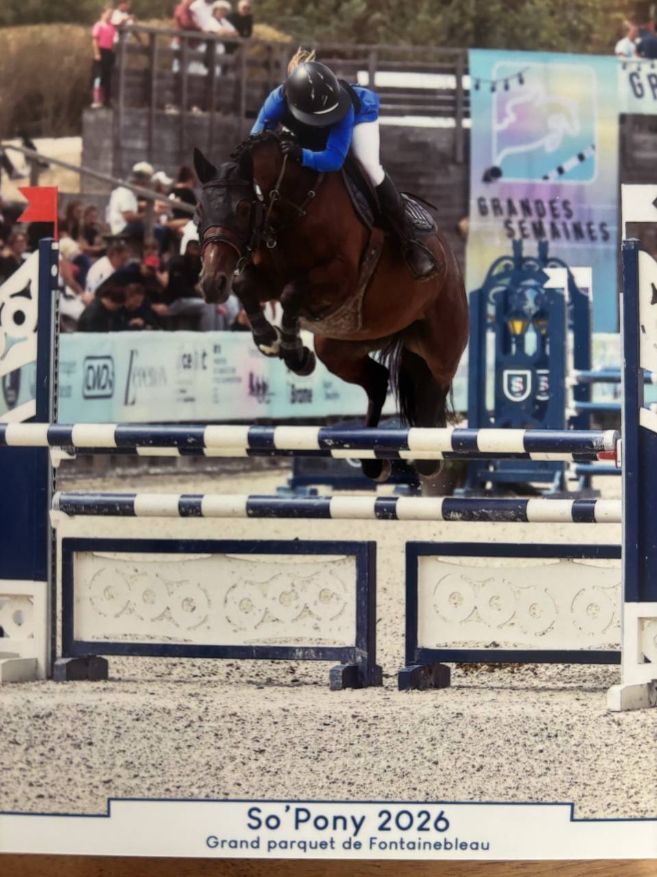 Mare French Saddle Pony For sale 2020 Bay