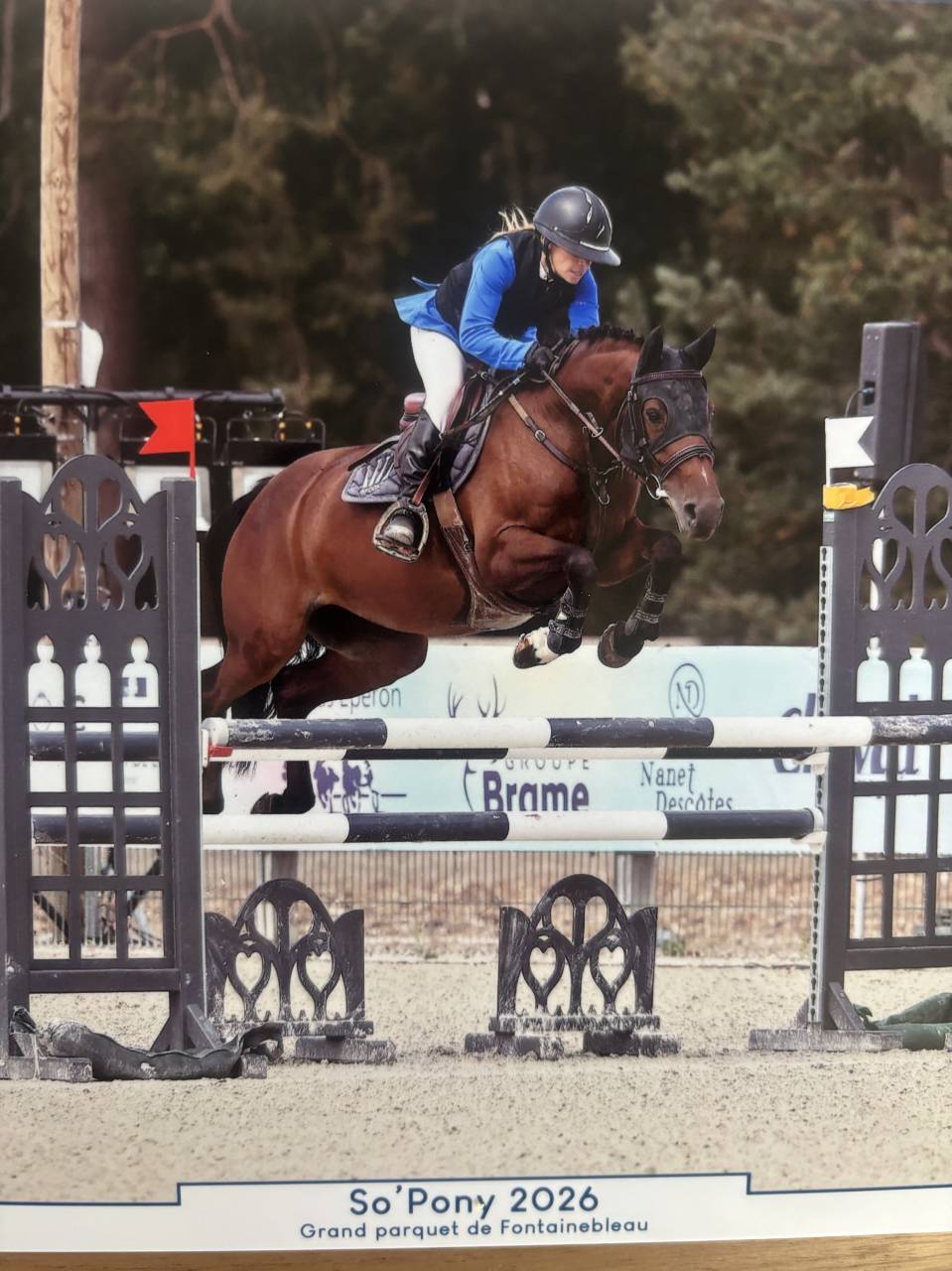 Mare French Saddle Pony For sale 2020 Bay