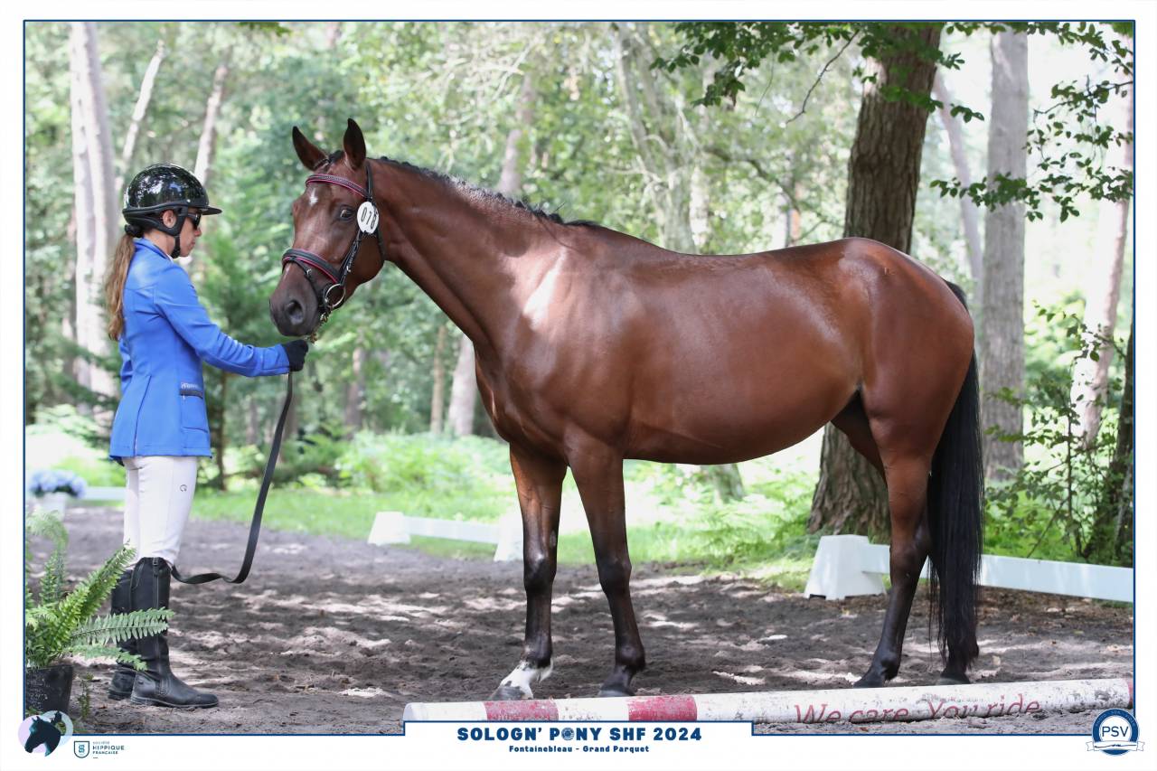 Mare French Saddle Pony For sale 2020 Bay