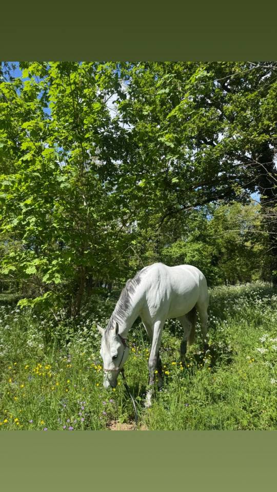 Gelding Holsteiner For sale 2015 Grey