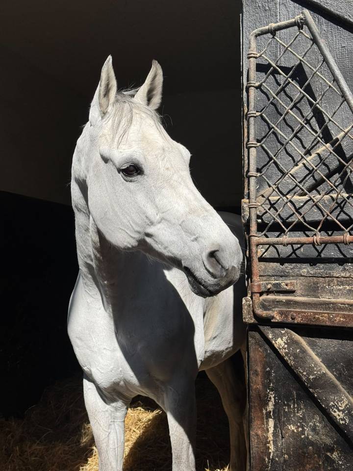 Gelding Holsteiner For sale 2015 Grey