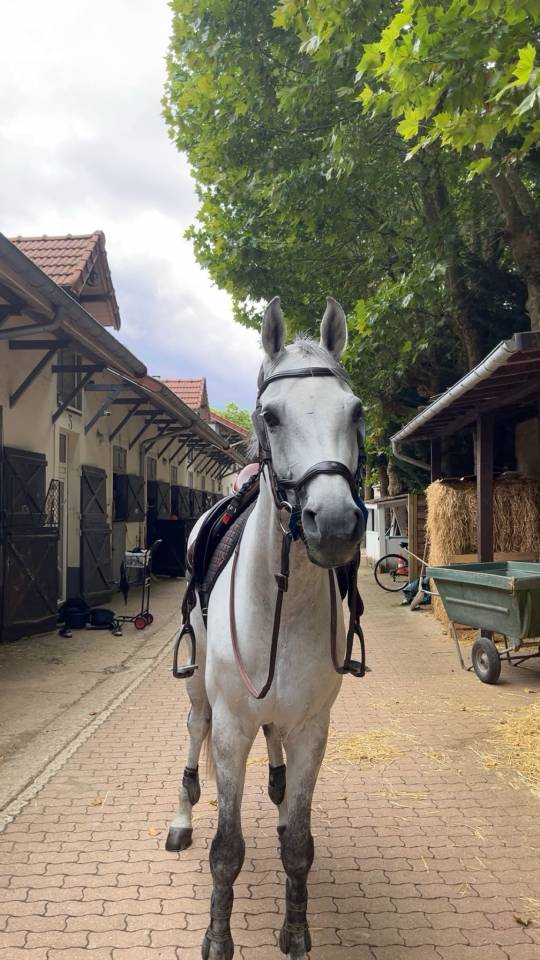 Gelding Holsteiner For sale 2015 Grey