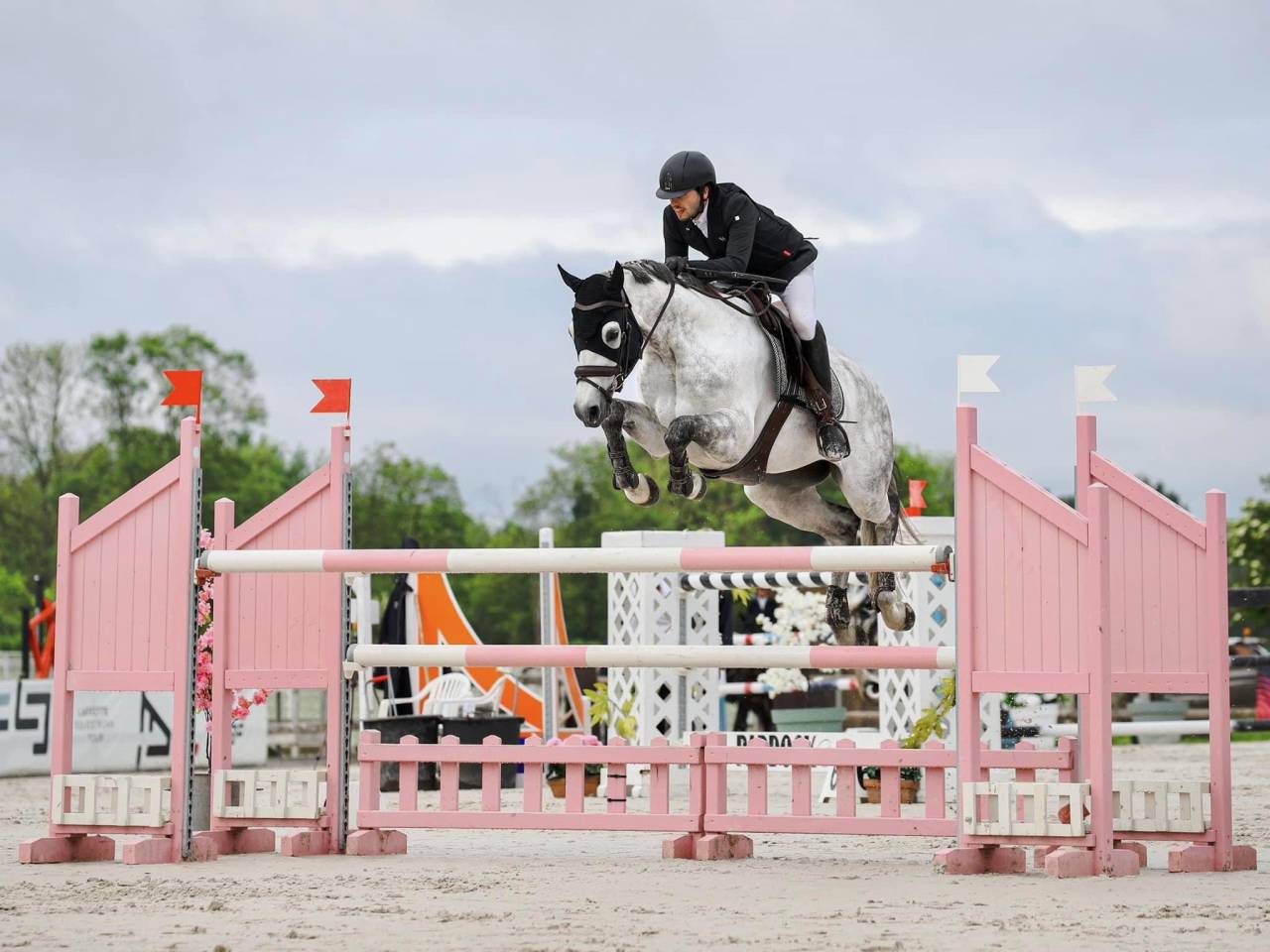 Gelding Holsteiner For sale 2015 Grey