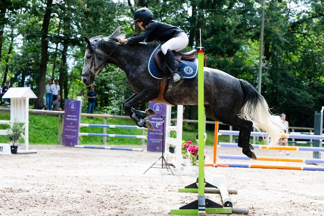 Mare French Saddle Pony For sale 2018 Grey