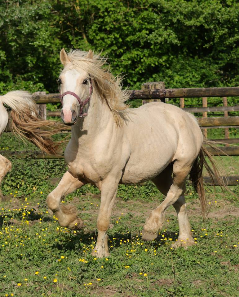 Gelding Welsh Pony (Section D), Welsh Cob For sale 2024 Palomino