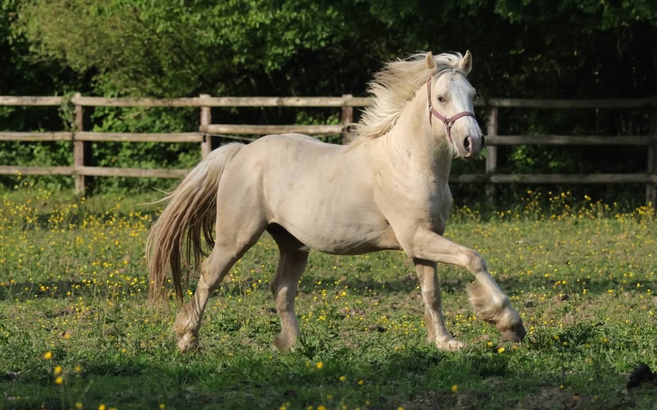 Gelding Welsh Pony (Section D), Welsh Cob For sale 2024 Palomino
