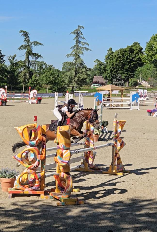 Gelding French Saddle Pony For sale 2017 Bay