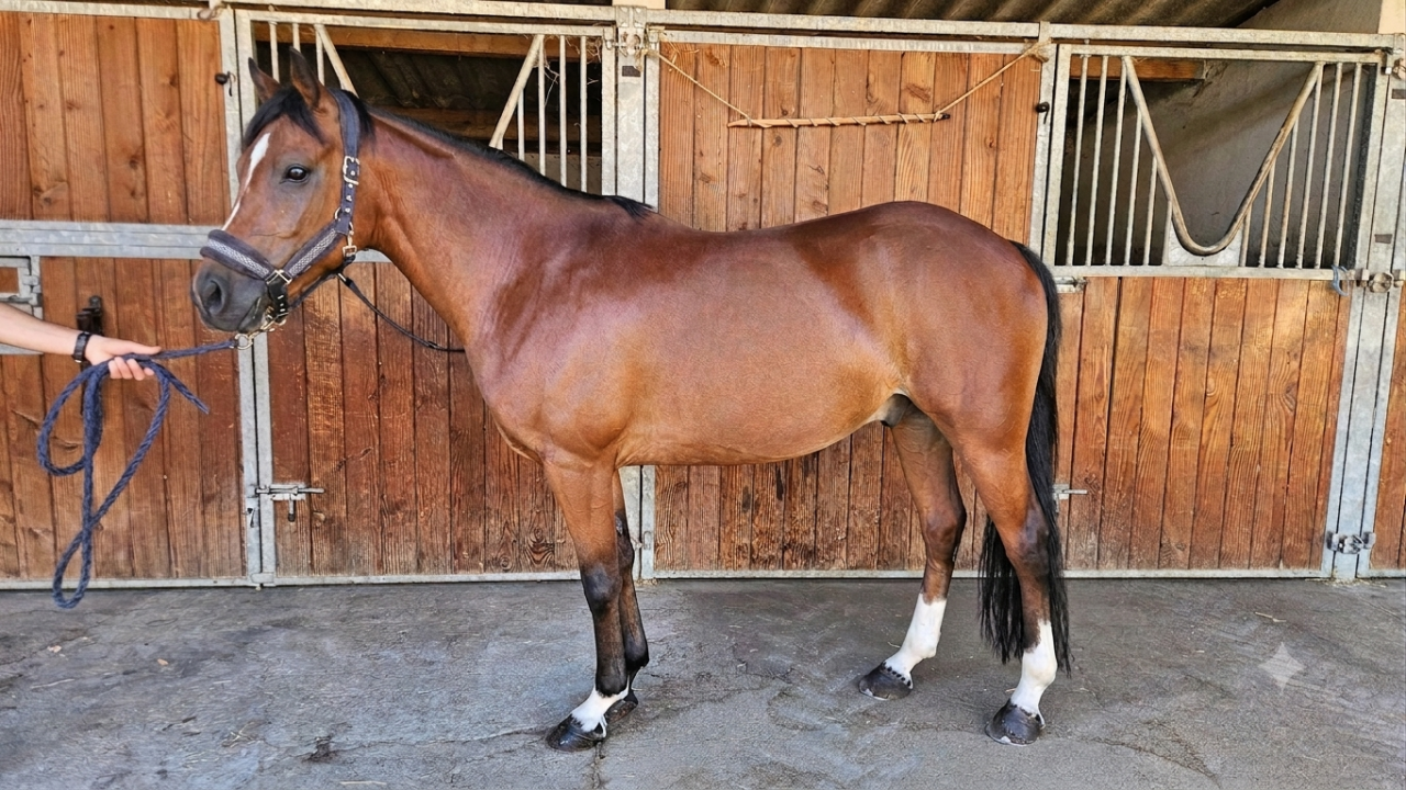 Gelding French Saddle Pony For sale 2017 Bay