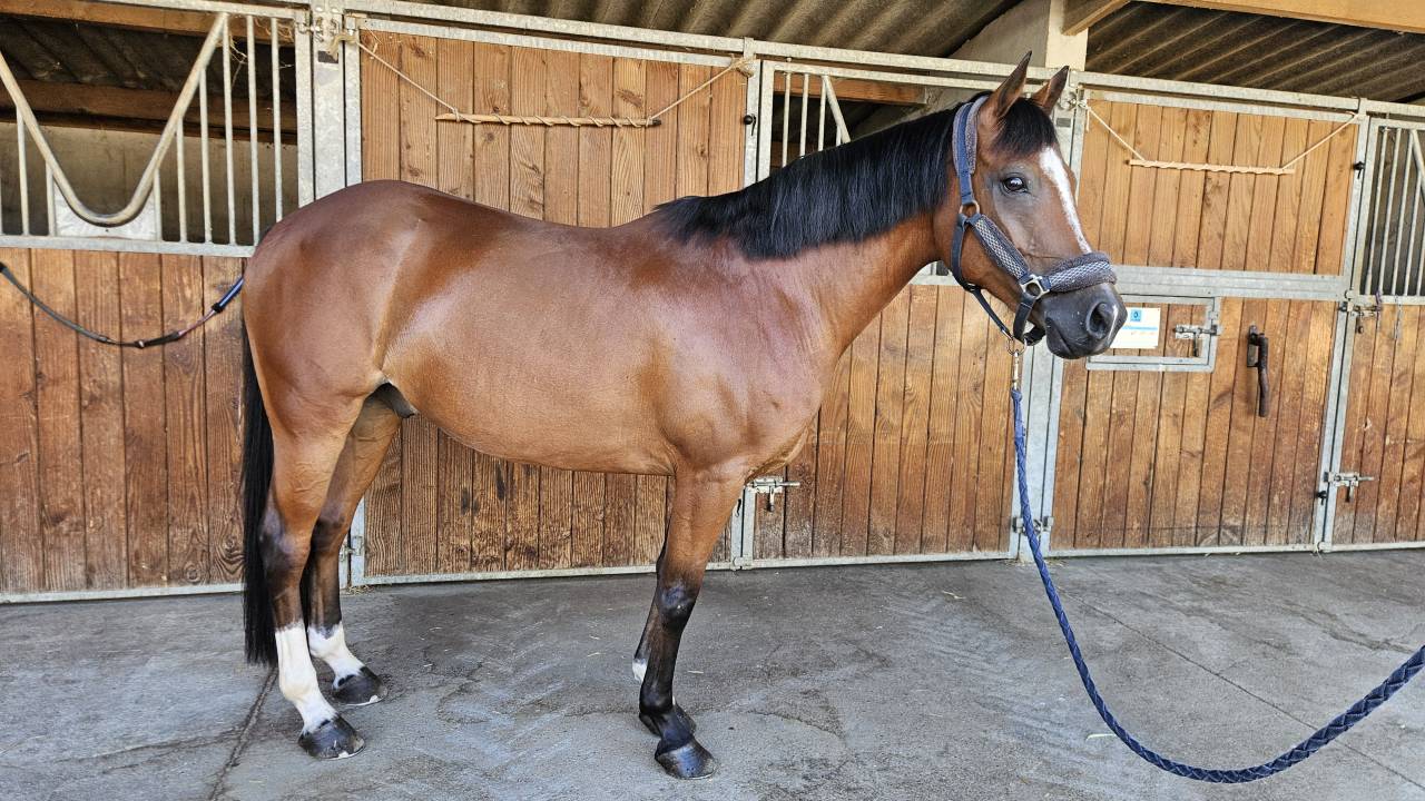 Gelding French Saddle Pony For sale 2017 Bay