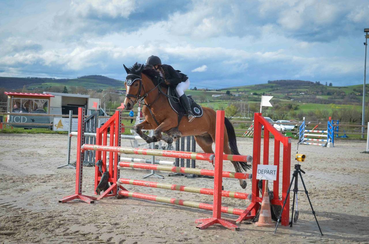 Gelding French Saddle Pony For sale 2017 Bay