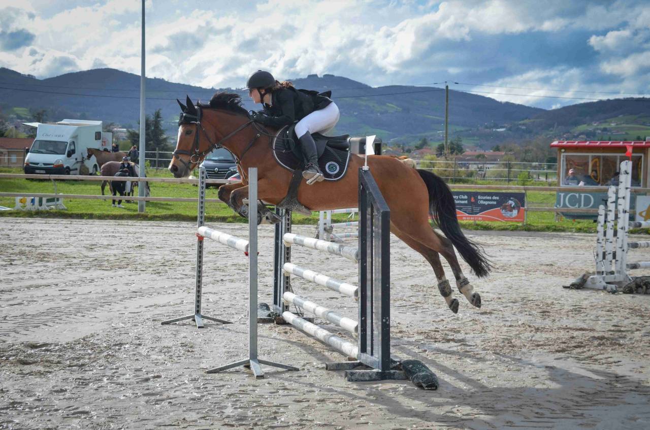 Gelding French Saddle Pony For sale 2017 Bay