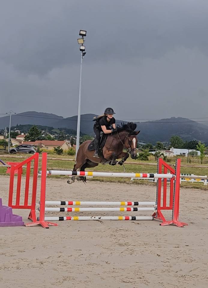 Gelding French Saddle Pony For sale 2017 Bay