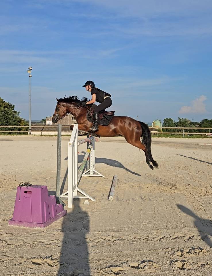 Gelding French Saddle Pony For sale 2017 Bay