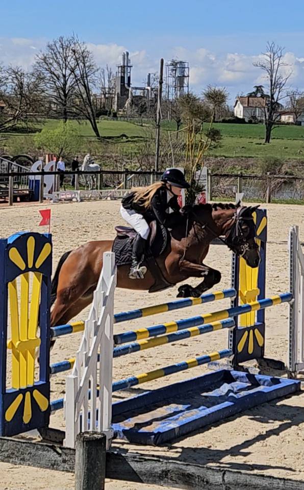 Gelding French Saddle Pony For sale 2017 Bay