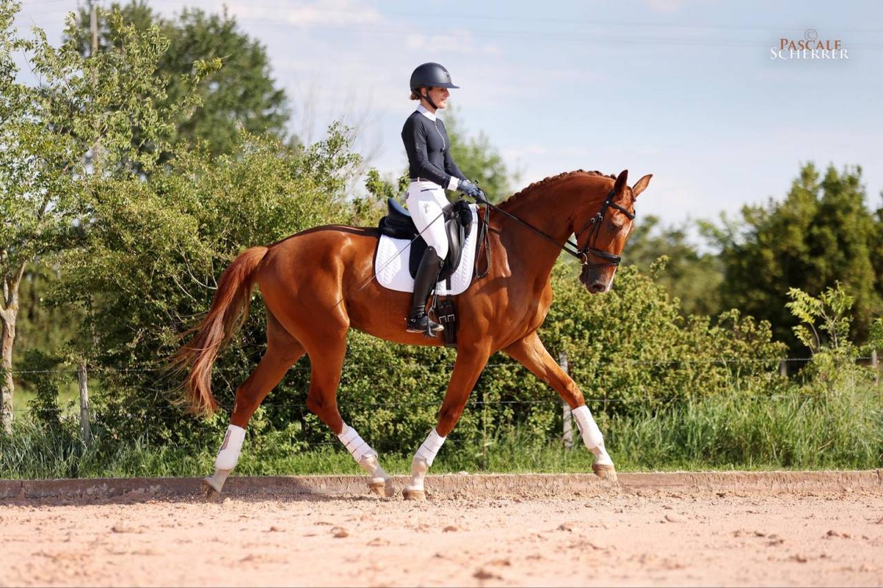 Gelding Hanoverian For sale 2021 Chesnut
