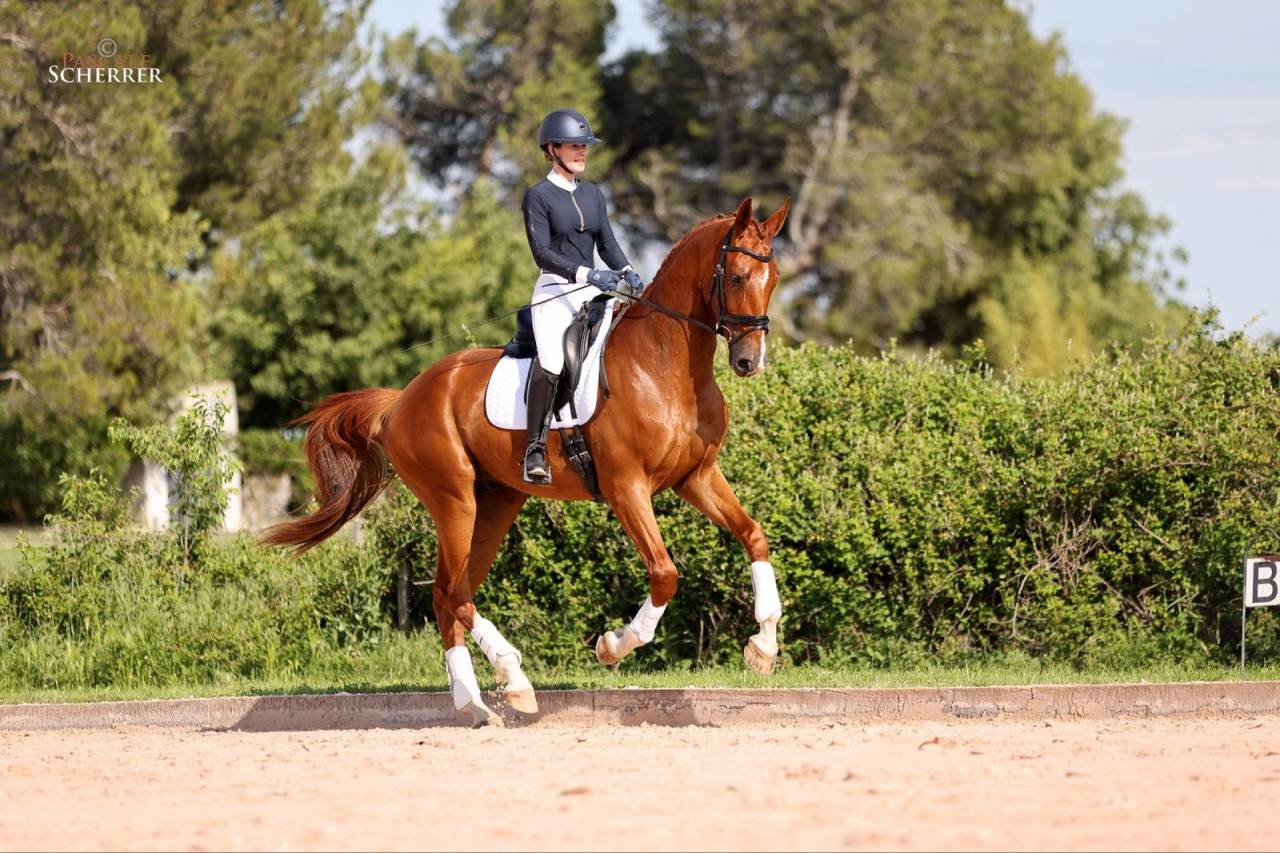 Gelding Hanoverian For sale 2021 Chesnut